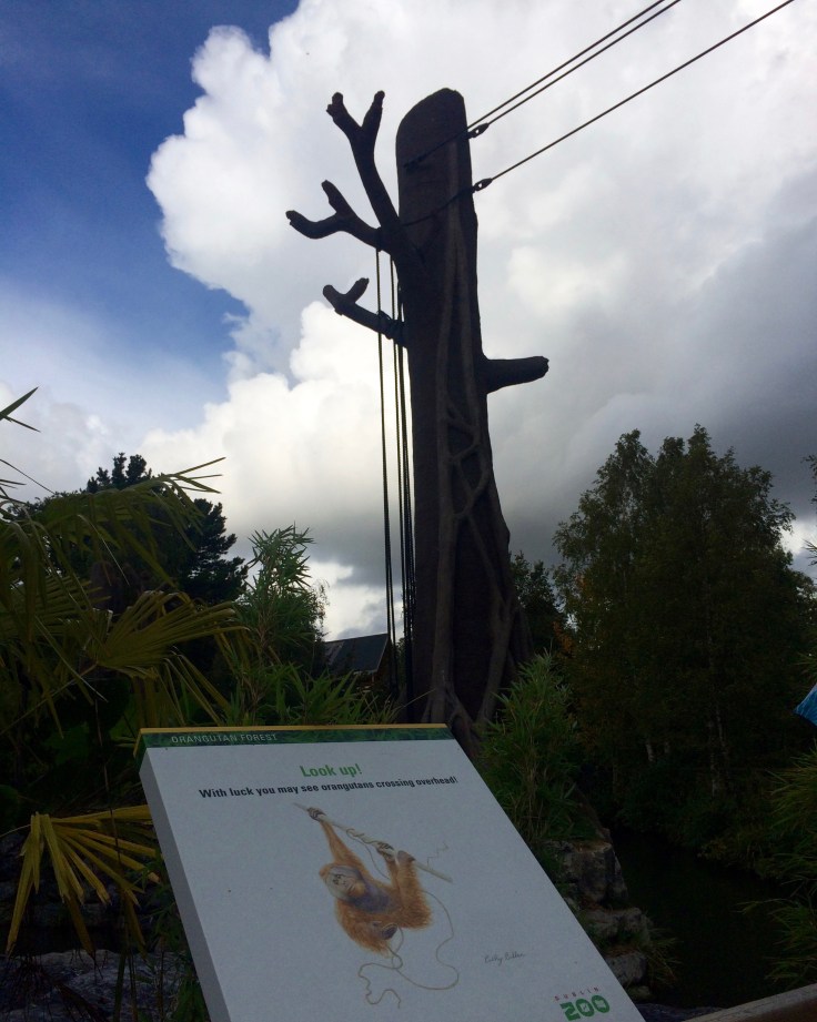 dublin-zoo-orangutans