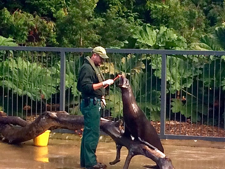 dublin-zoo-sea-lions